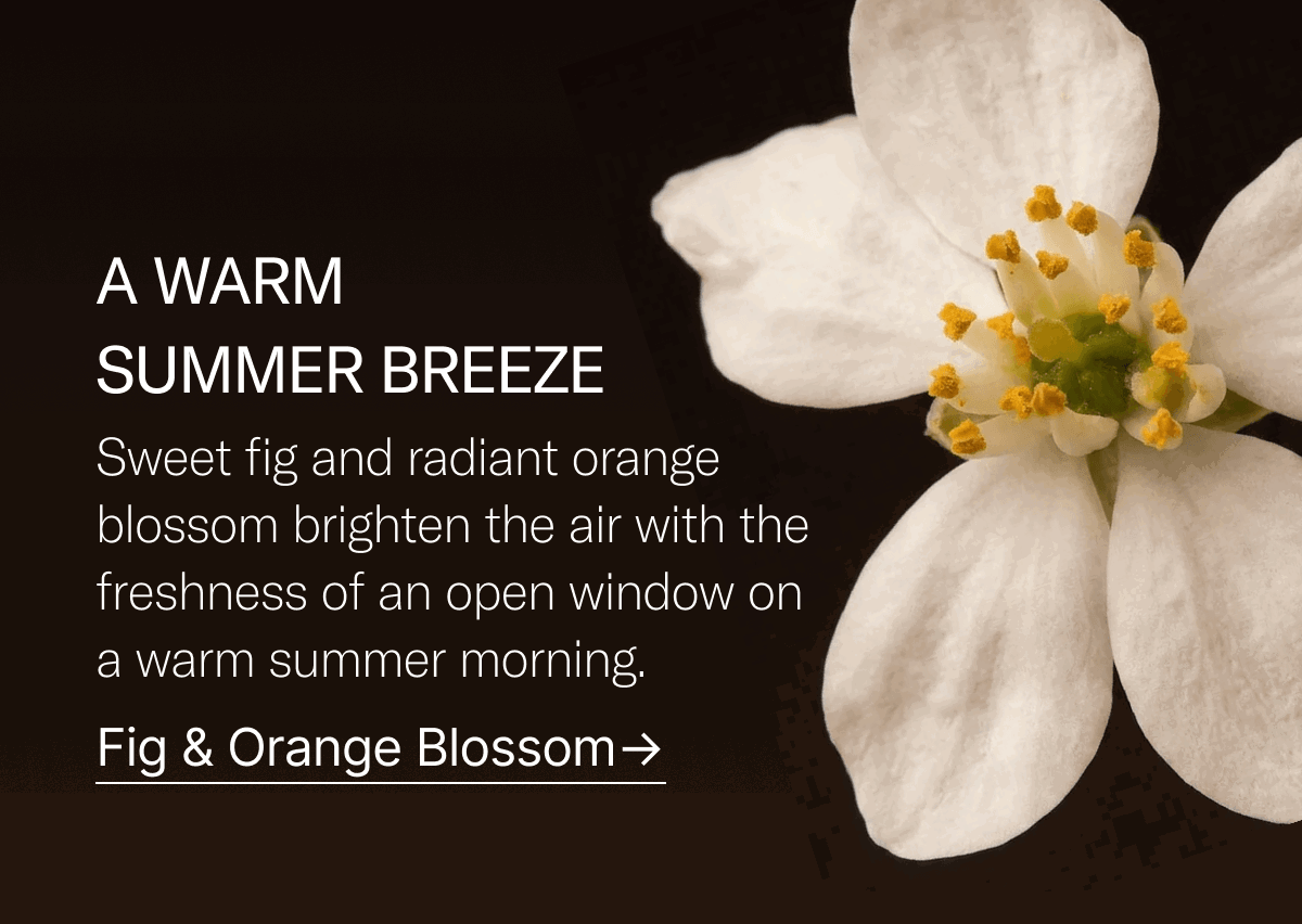 A warm Summer breeze