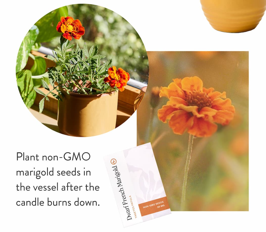 Plant non-GMO marigold seeds in the vessel after the candle burns down.