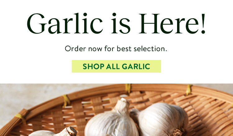 Garlic Bulbs