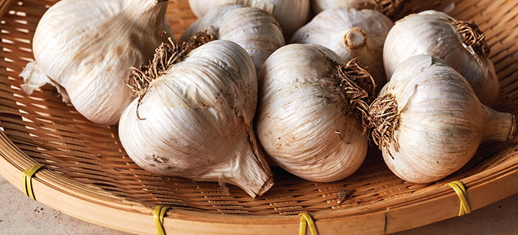 Music, Garlic