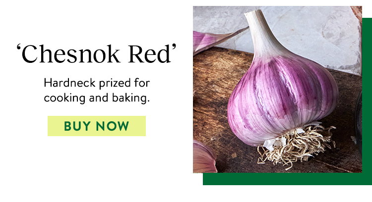 Chesnok Red, Garlic