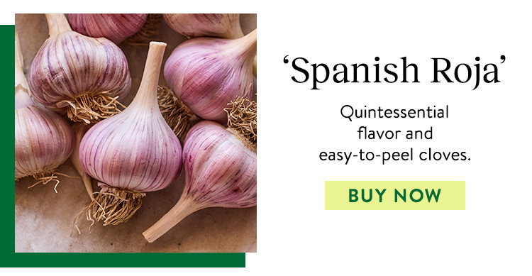 Spanish Roja, Garlic
