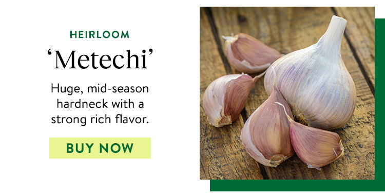 Metechi, Garlic