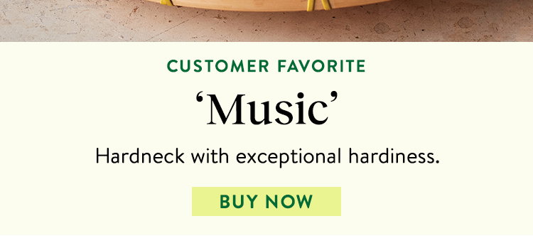 Music Garlic