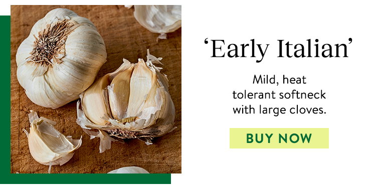 Early Italian, Garlic