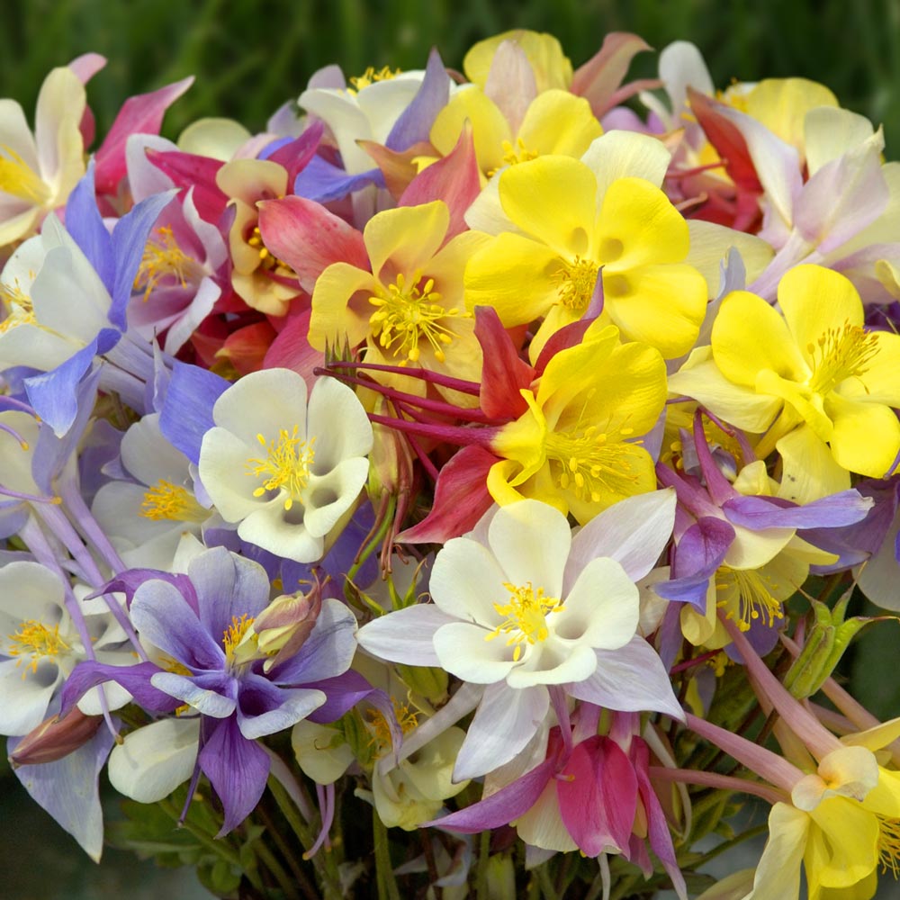 Aquilegia 'Mrs Scott-Elliott'