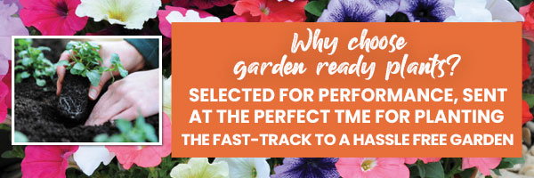 Why choose garden ready plants