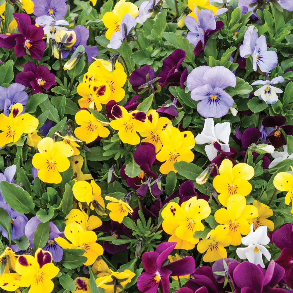 Viola 'Autumn Jewels Mixed'