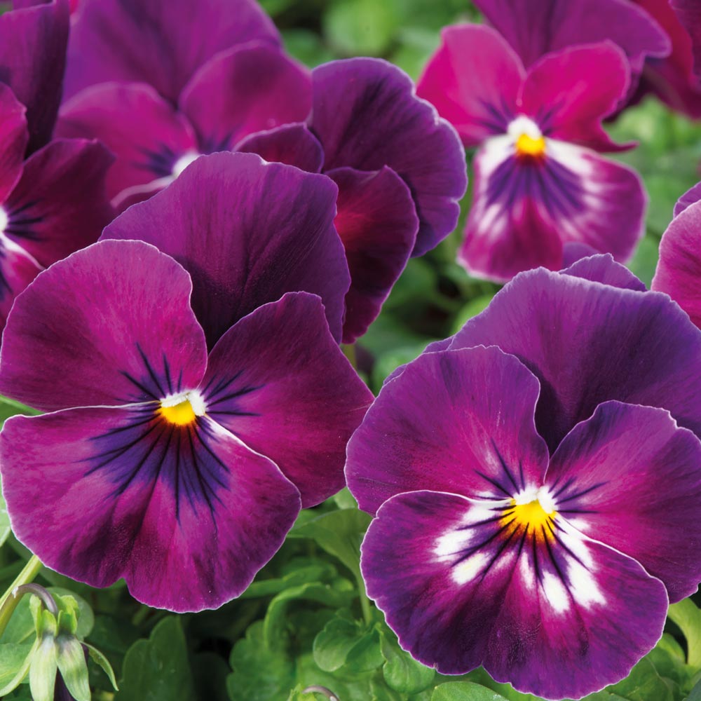 Pansy 'Cool Wave Raspberry'
