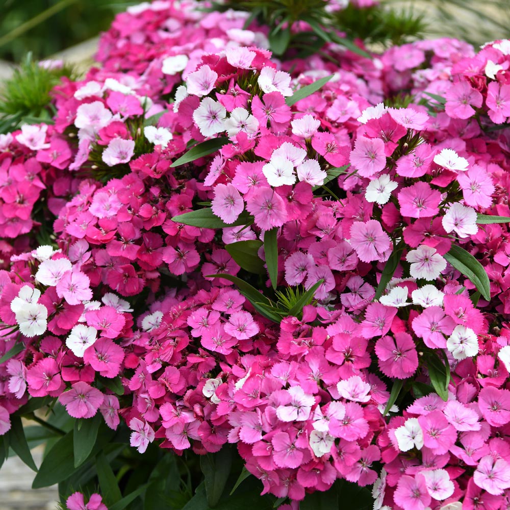 Dianthus 'Dart Pink Magician'