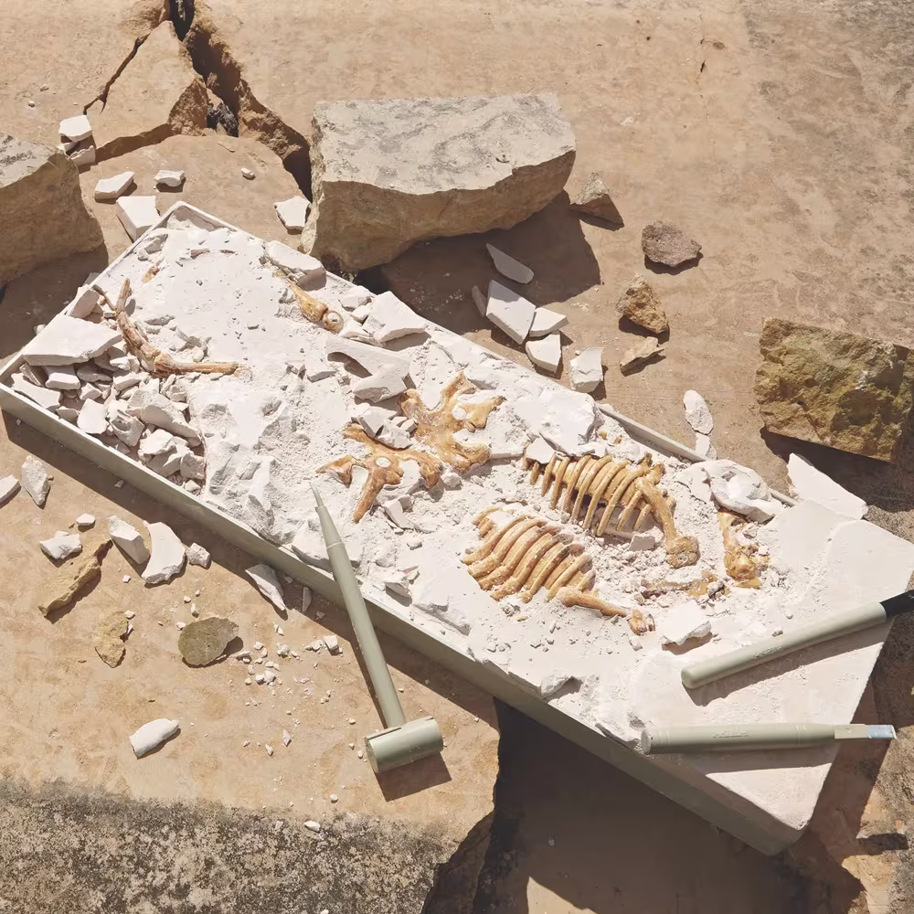 Dig It Up! Tyrannosaurus Rex 3D Skeleton Excavation Kit