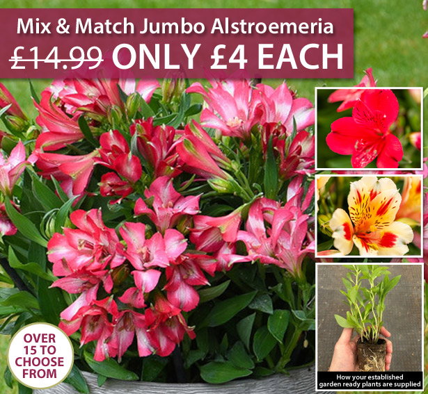 Alstroemeria Mix & Match