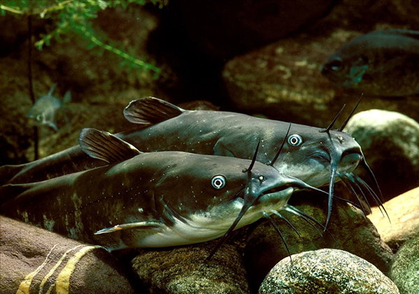 Two adult Brown bullhead catfish, Ameiurus nebulosus resting on the rocky bottom of an aquarium set up.