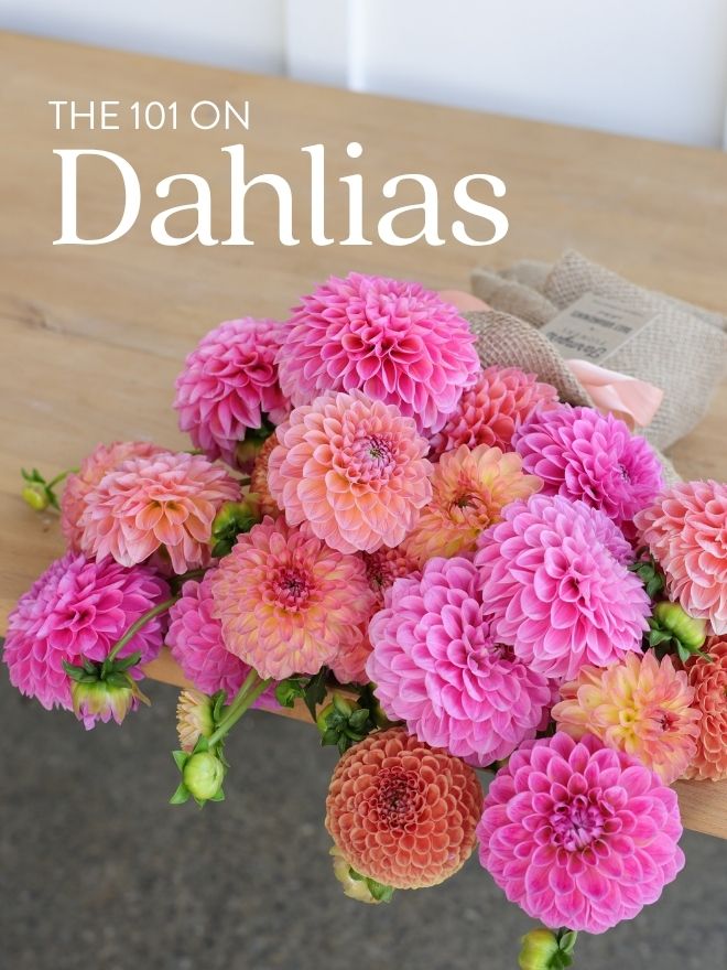 Image shows a burlap-wrapped bouquet of dahlias in pink and orange tones on a wooden table. Text reads 