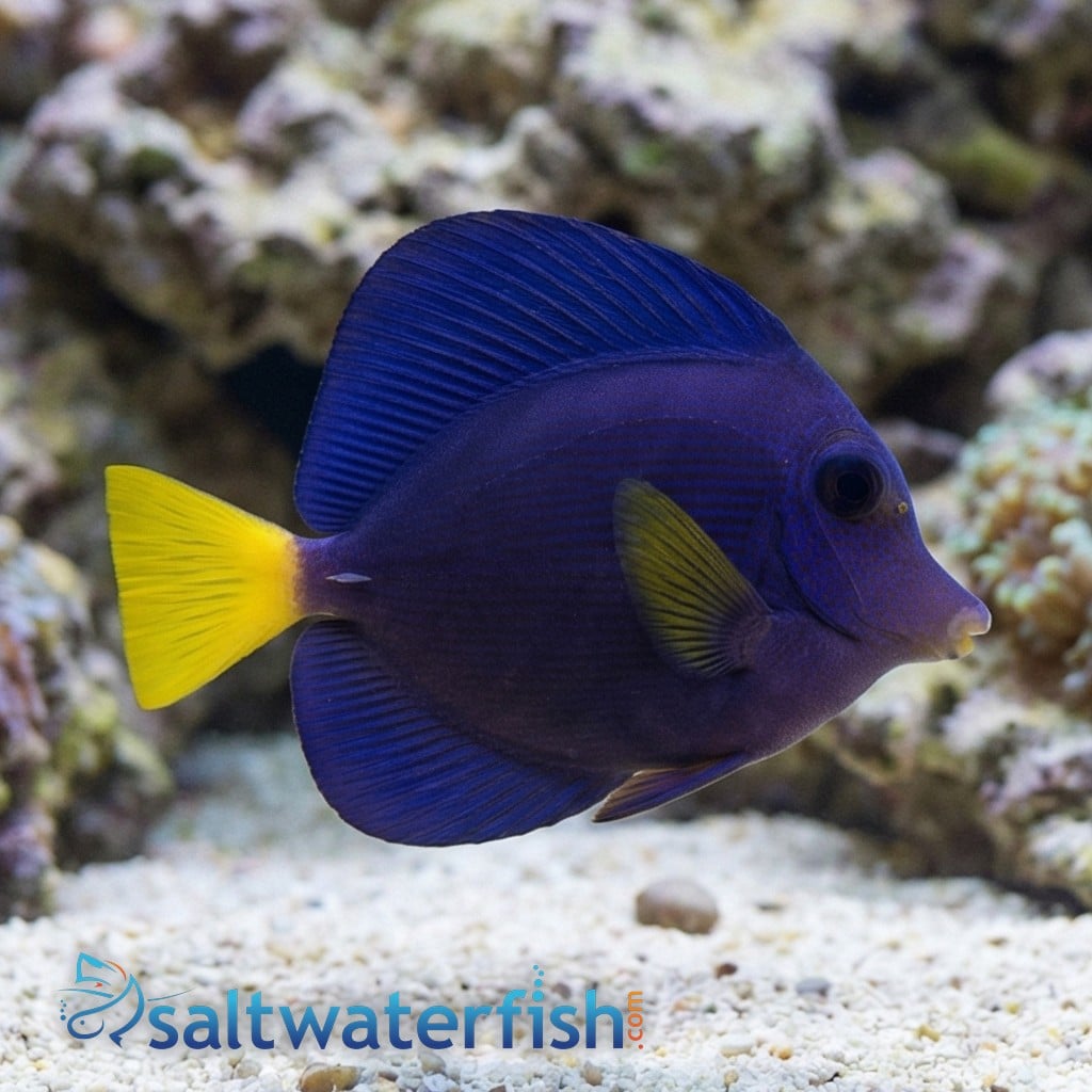 Purple Tang - Captive Bred - QM Labs