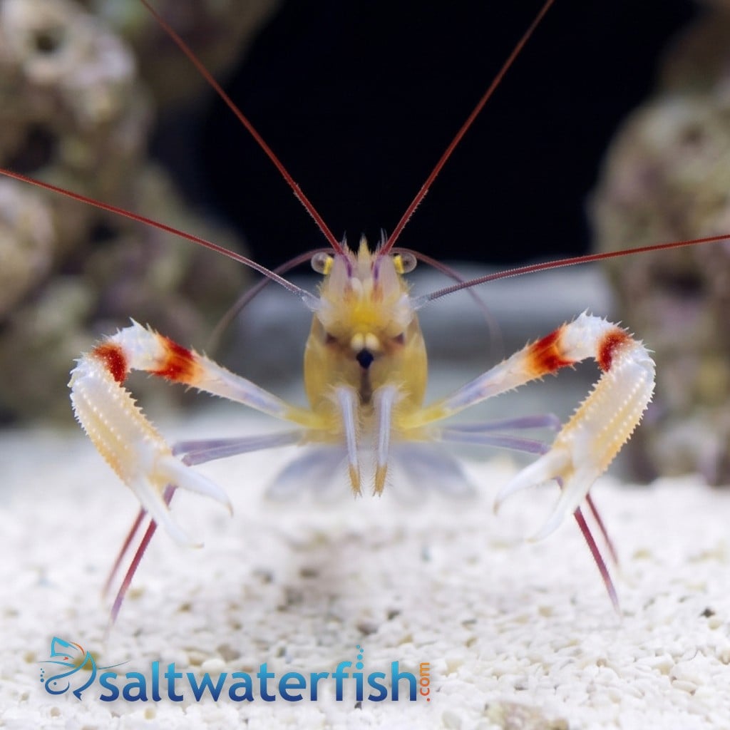 Zanzibar Coral Banded Shrimp - Indo Pacific