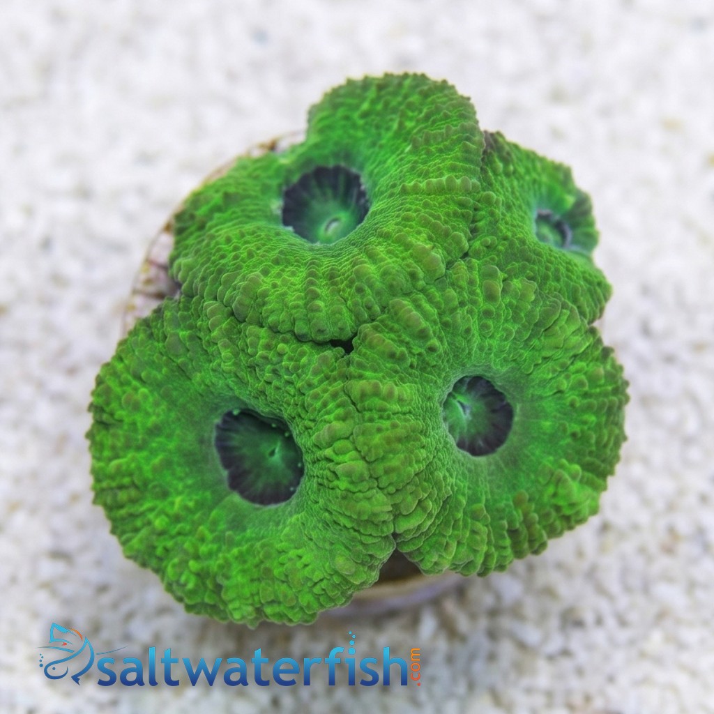 Acan Lord: Single Color - Australia