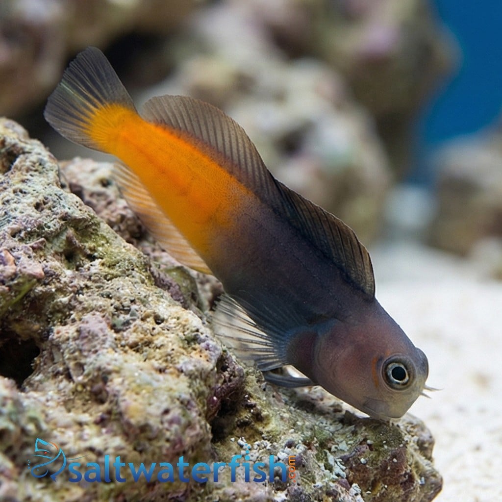 Bicolor Blenny - South Asia