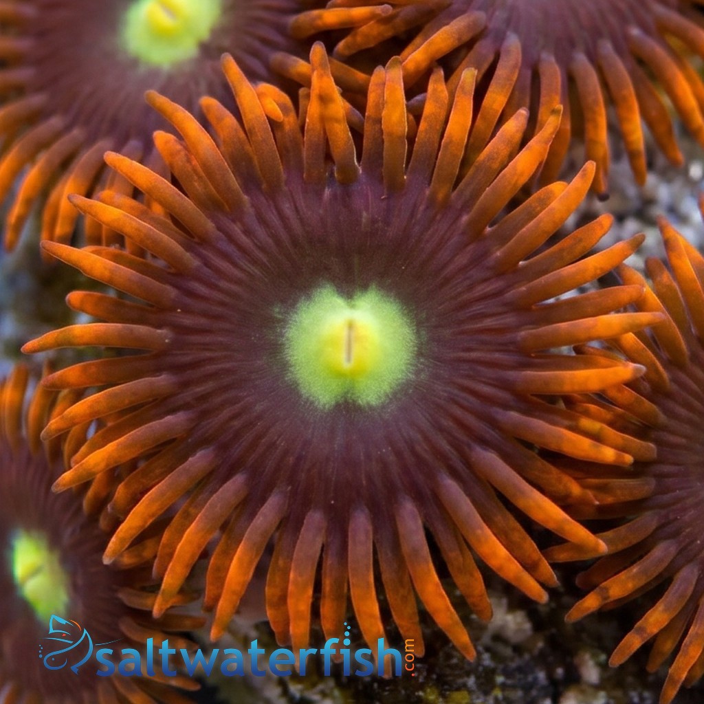 Zoanthid Wildfire - Aquacultured