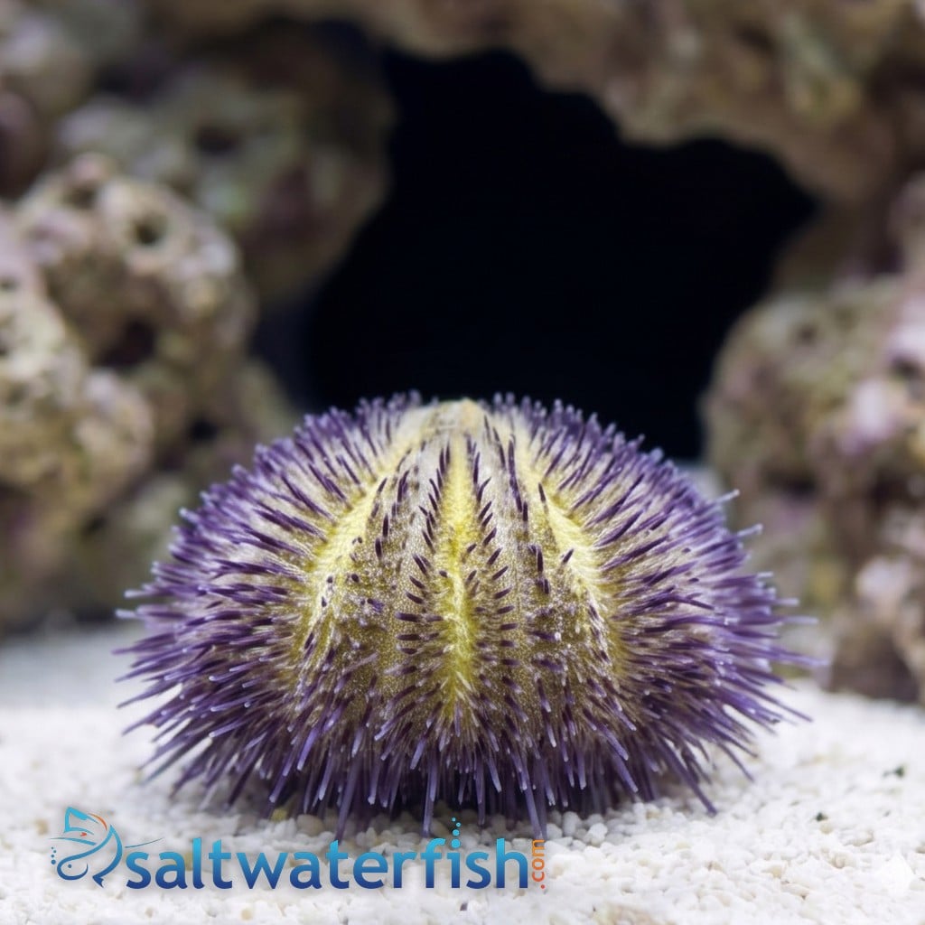 Hairy Pincushion Urchin: Purple - Red Sea