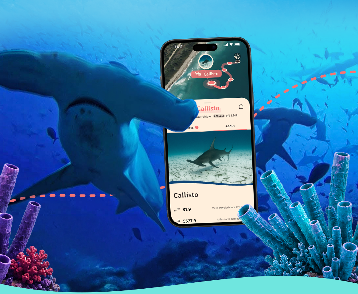 Last chance and limited stock left! The Tidal Wave, Anemone, and Deep Sea bracelets from the Discovery Shark Week x Fahlo collection are almost gone. Shop now before they are gone forever at midnight tomorrow.