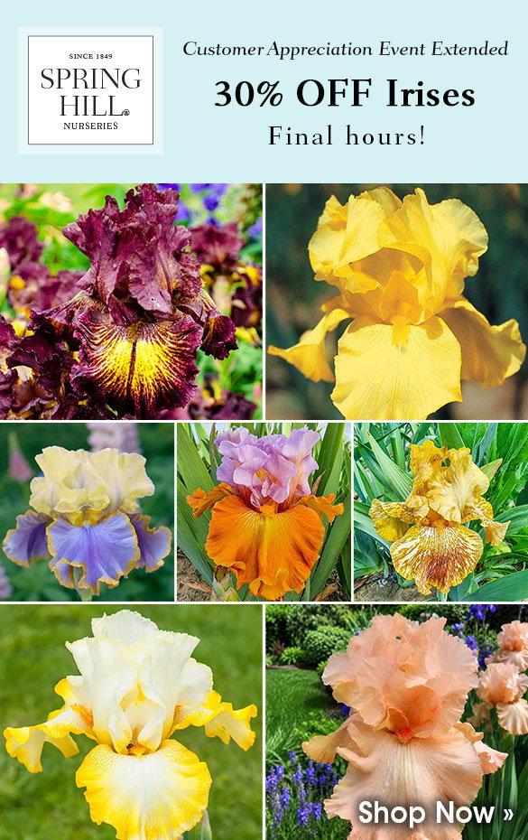 FINAL HOURS: 30% OFF Irises