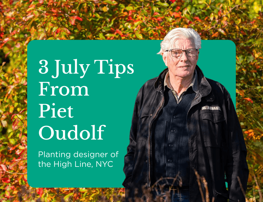 3 July Tips From Piet Oudolf