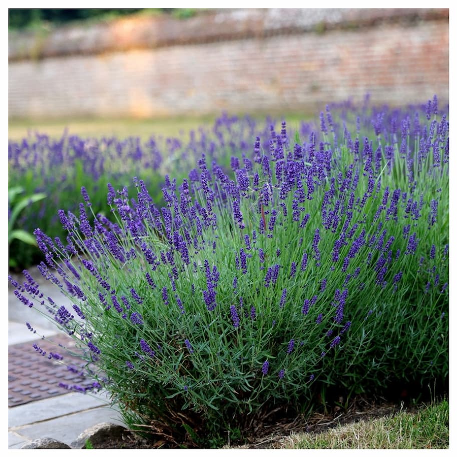 Lavandula Angustifolia Hidcote