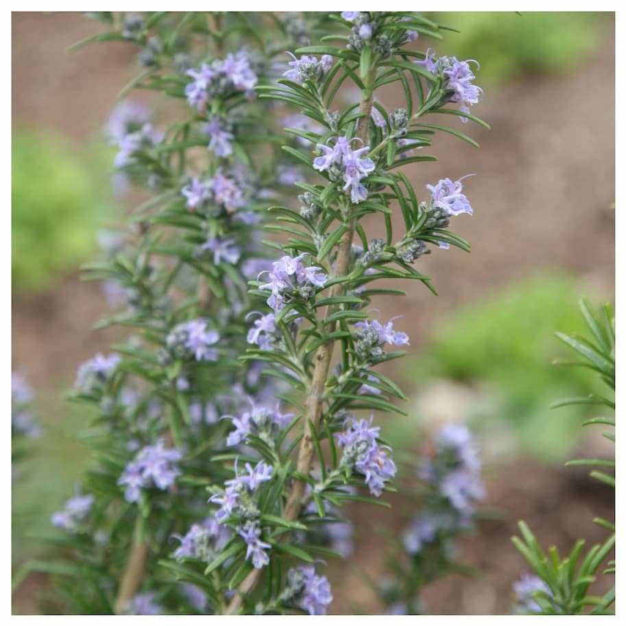 Rosemary Miss Jessopps Upright