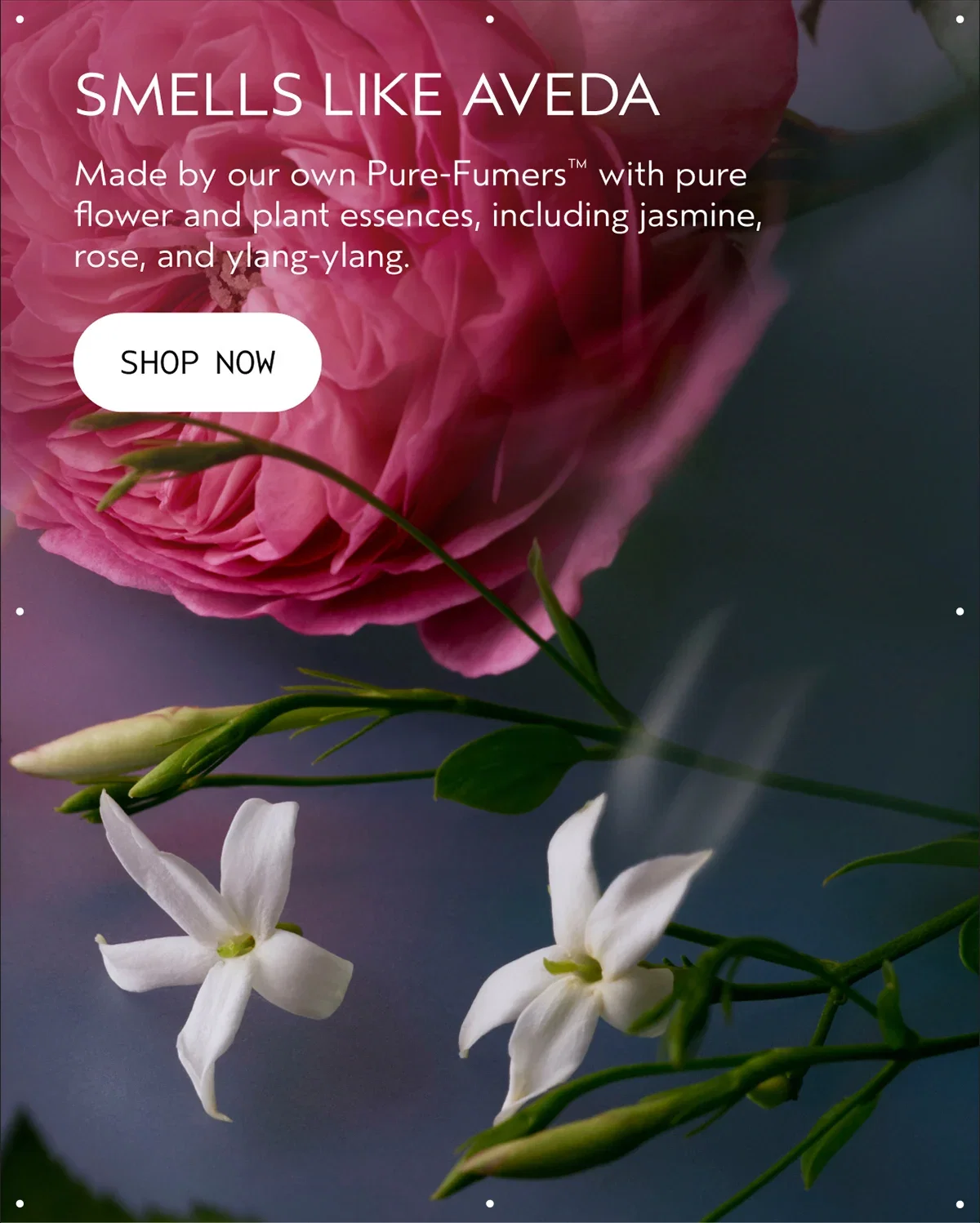 SMELLS LIKE AVEDA | Made by our own Pure-Fumers™ with pure flower and plant essences, including jasmine, rose, and ylang-ylang. | SHOP NOW