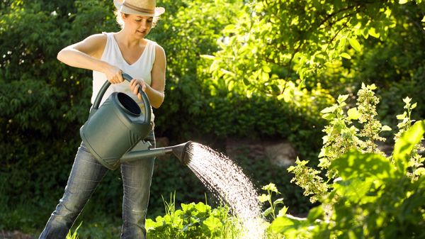 Vacances: 10 gestes à faire pour aider vos plantes à supporter la chaleur en votre absence