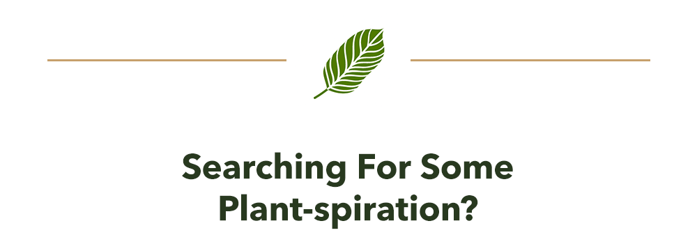 Searching For Plant-spiration?