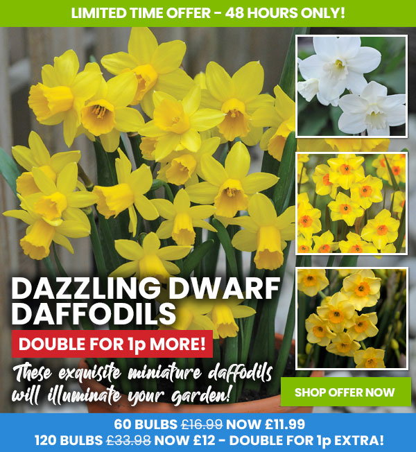 Narcissus Dwarf Collection
