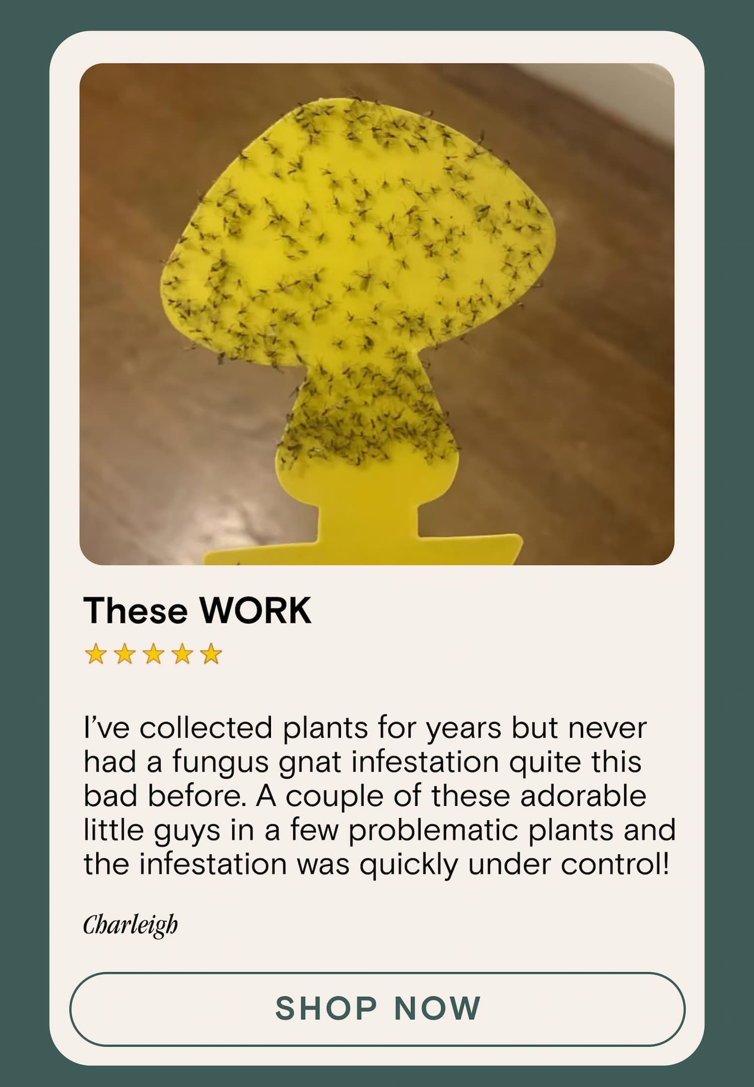 I’ve collected plants for years but never had a fungus gnat infestation quite this bad before. A couple of these adorable little guys in a few problematic plants and the infestation was quickly under control!