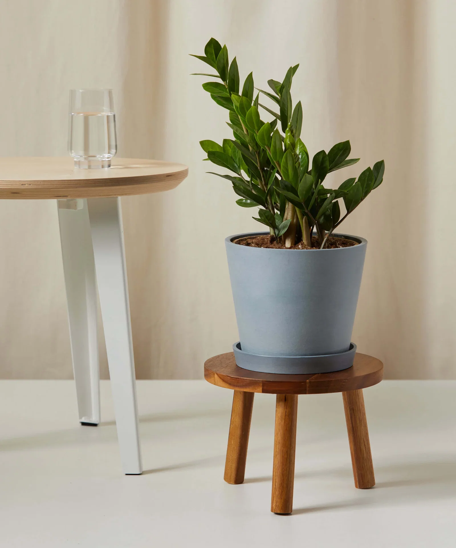 Image of ZZ Plant