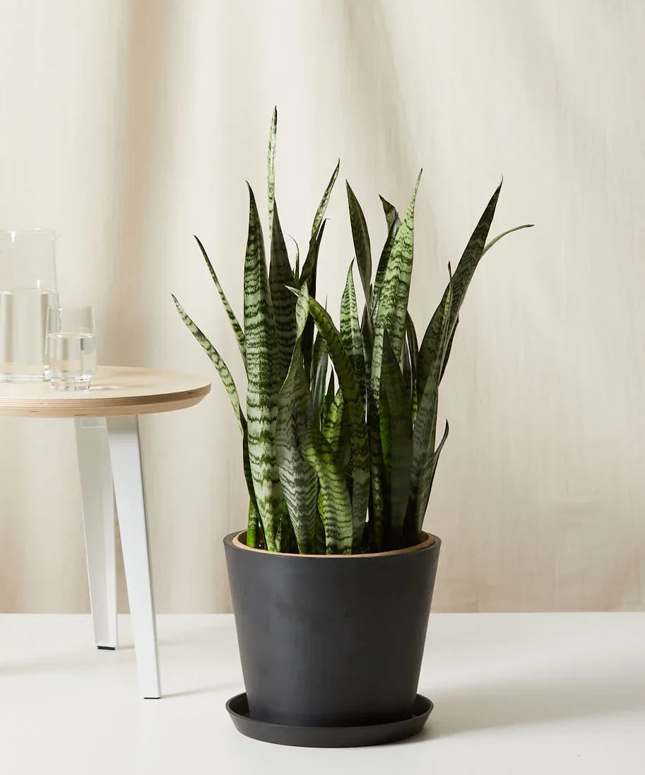 Image of Sansevieria