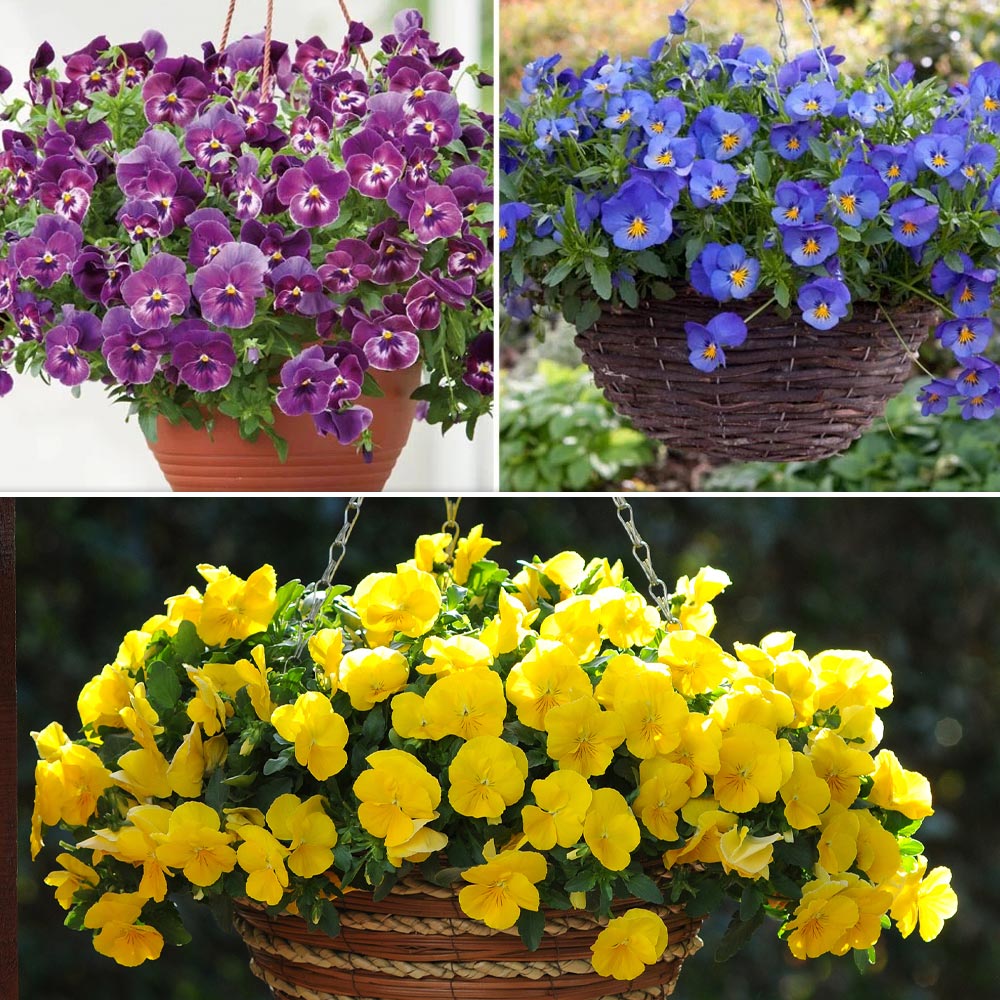 Pansy Cool Wave Collection