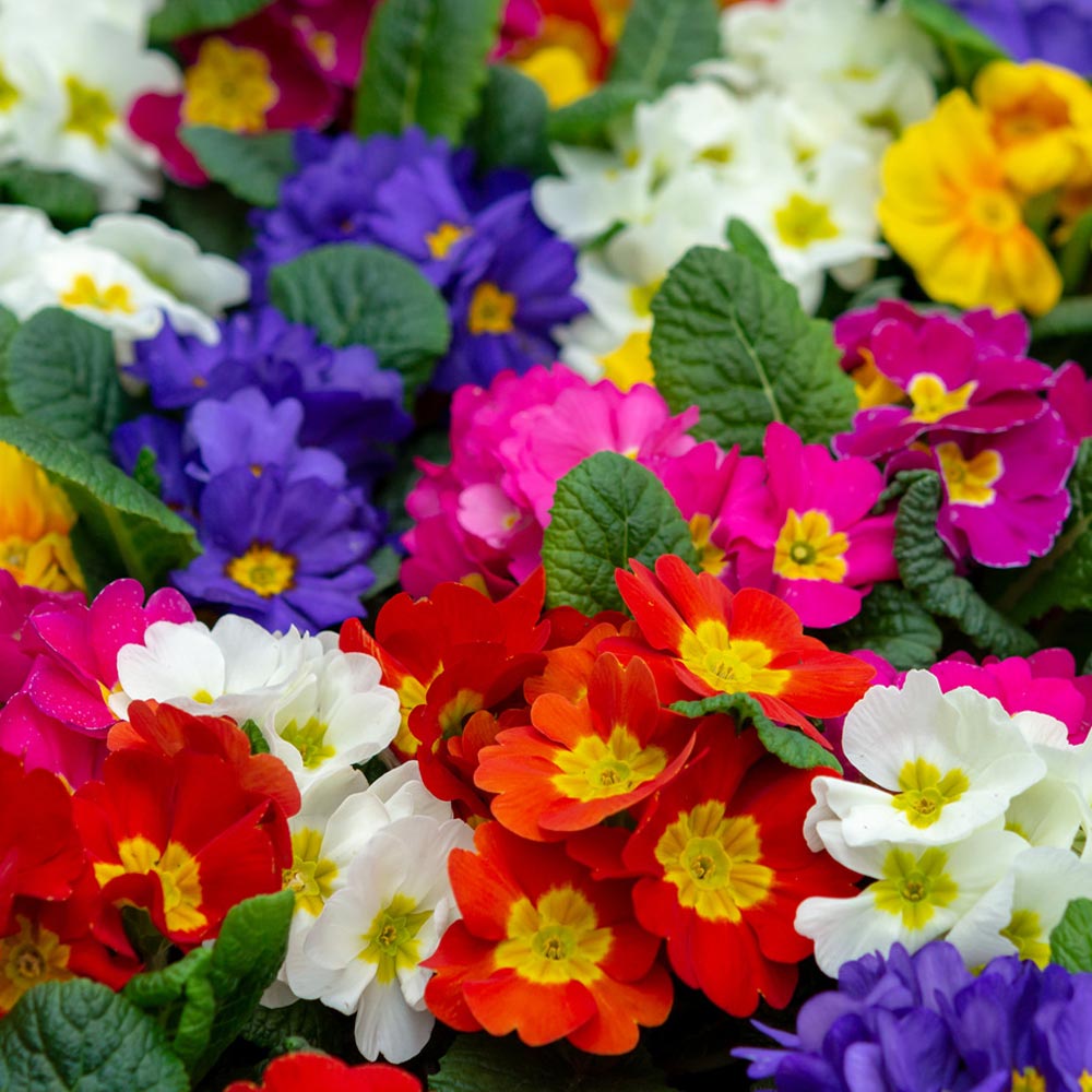 Polyanthus 'Crescendo® Mixed'