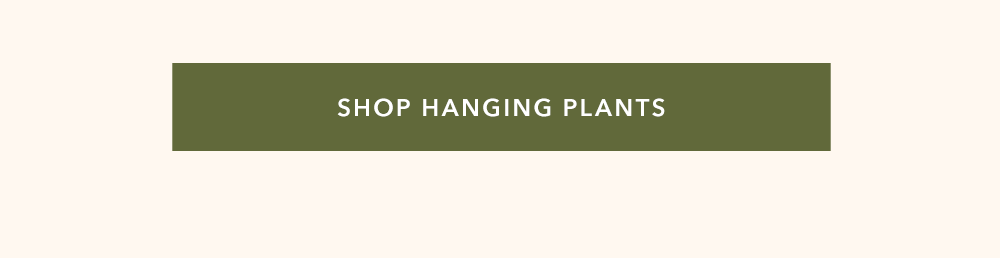 Shop hanging plants