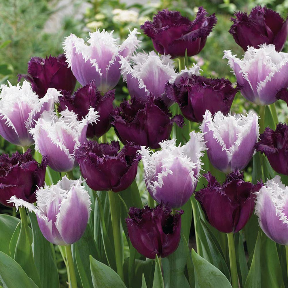 Tulip 'Black Cherry Frost'