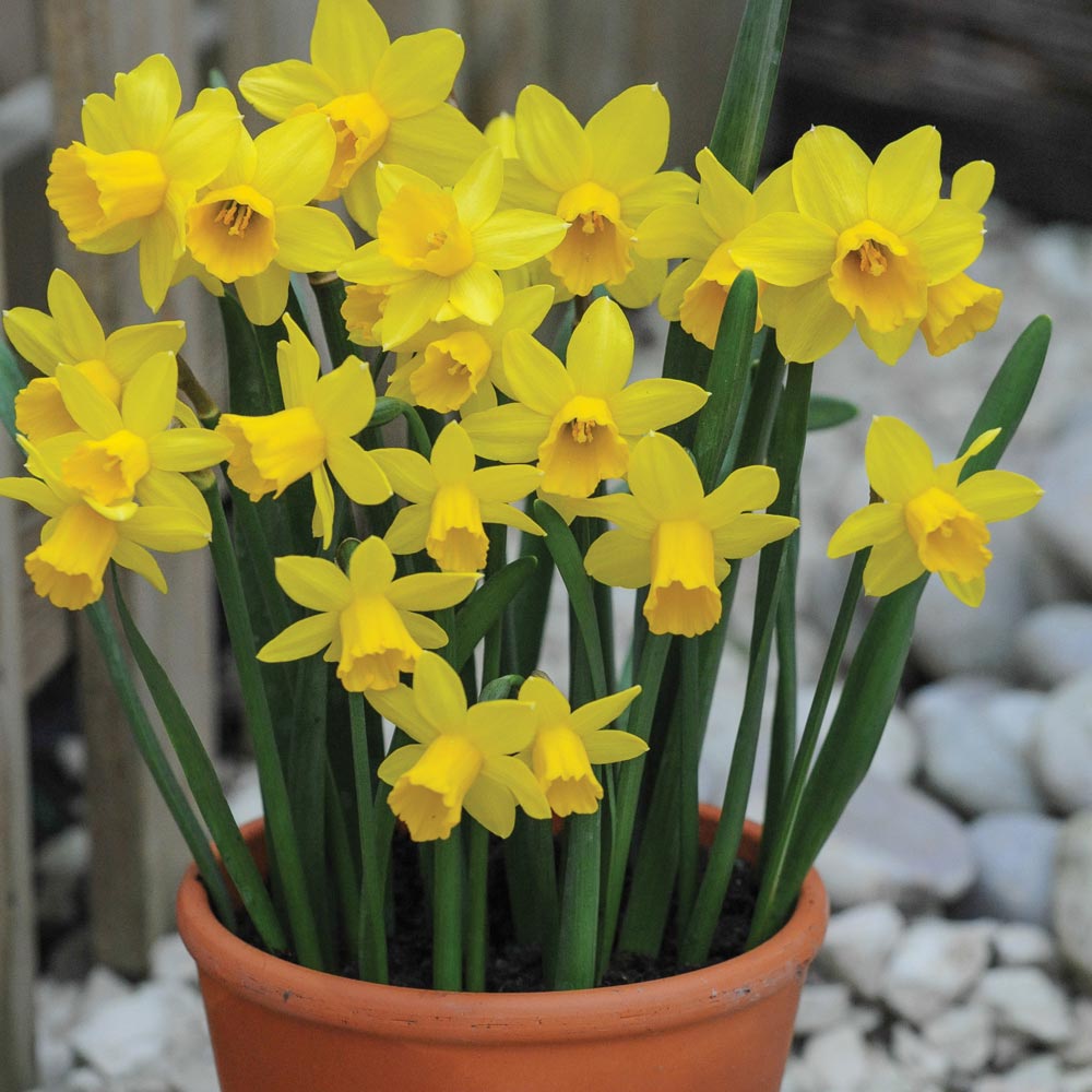 Narcissus 'Tete-a-Tete'
