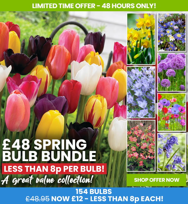 Spring Bulb Bundle