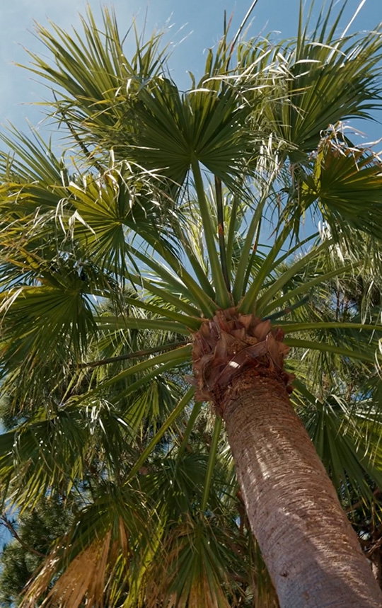 Eine von unten fotografierte Palme