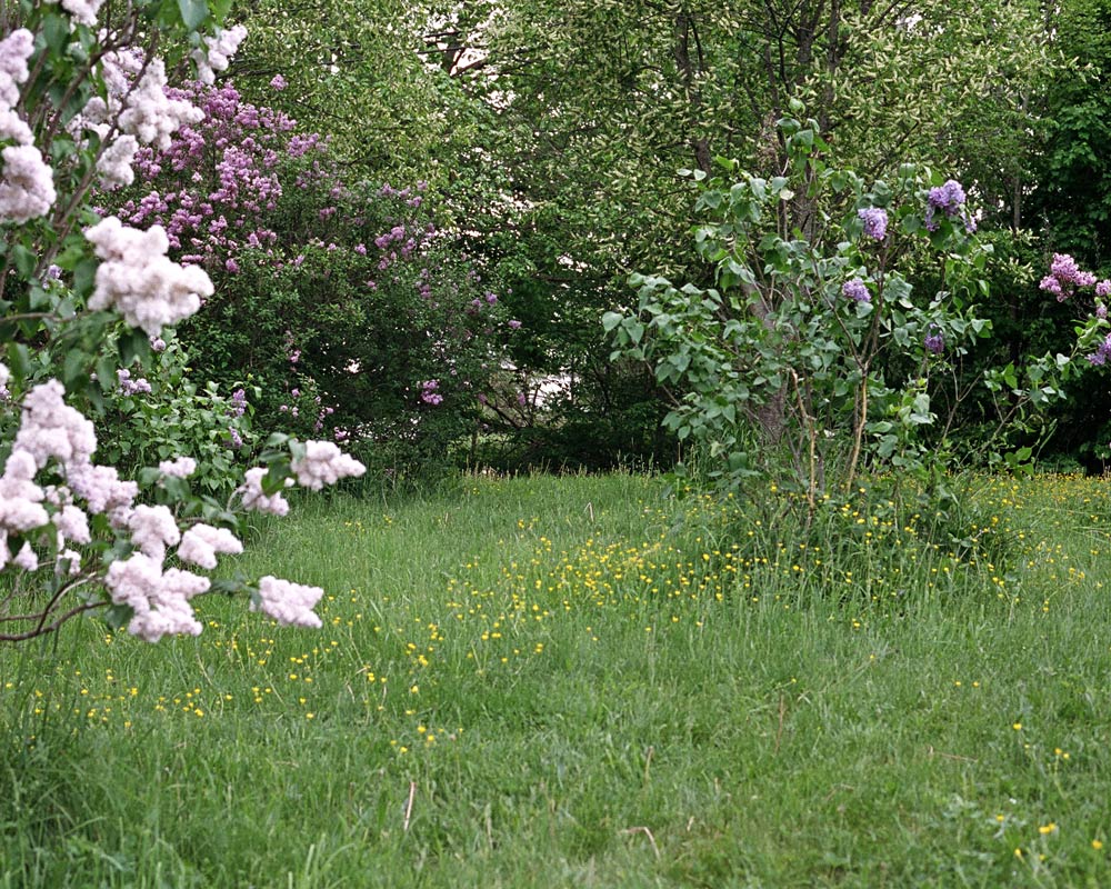 LILAC
