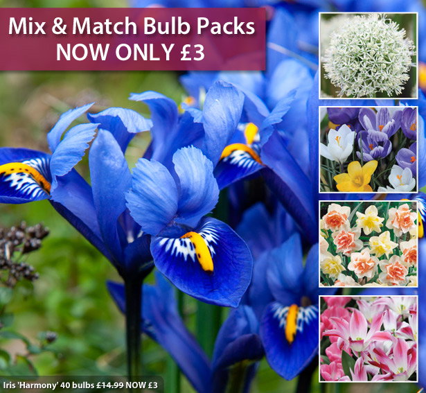 Mix & Match Bulbs