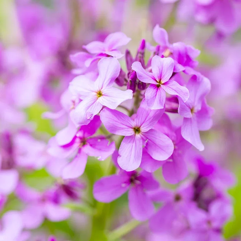 Lunaria annua - Seeds