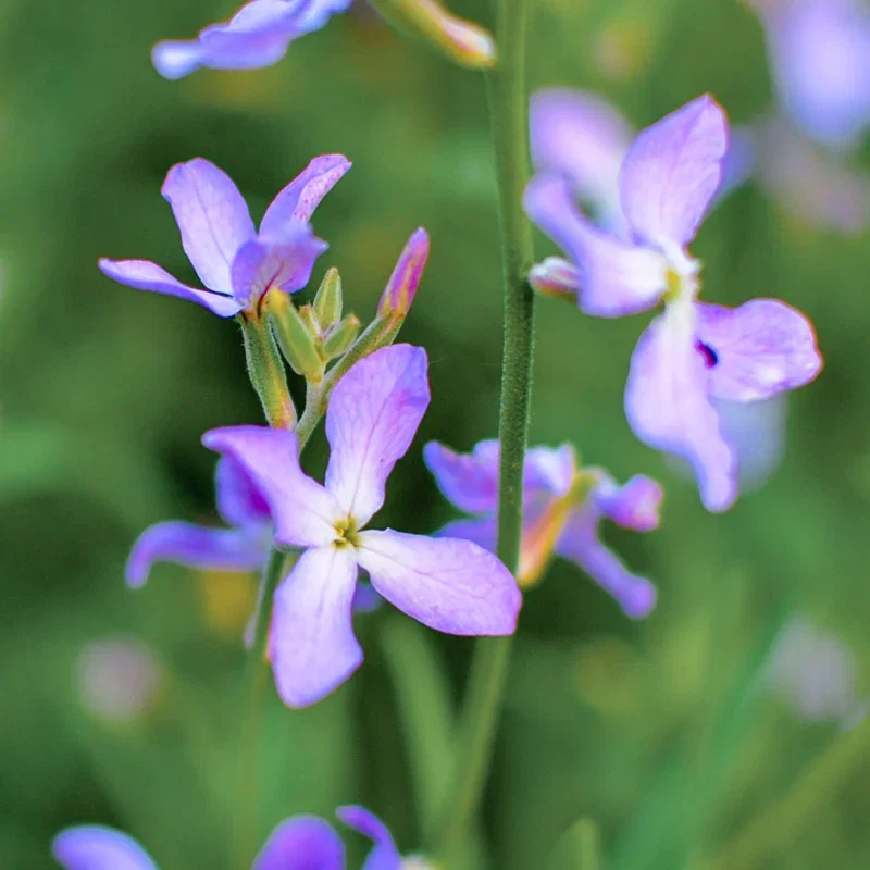Matthiola bicornis - Seeds