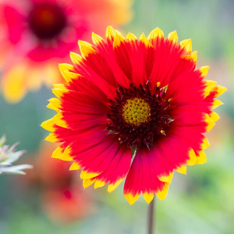 Gaillardia 'Goblin' Seeds