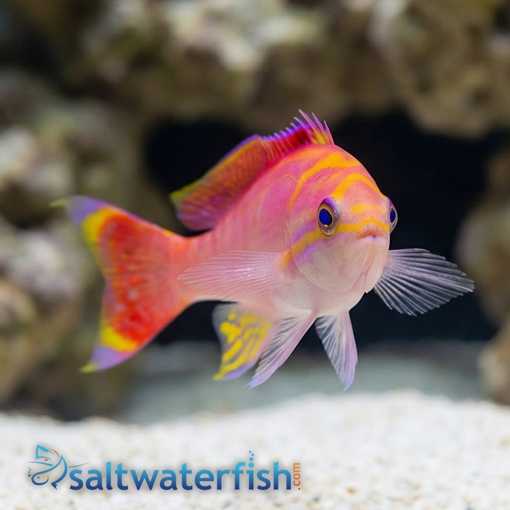 Bimaculatus Anthias: Male