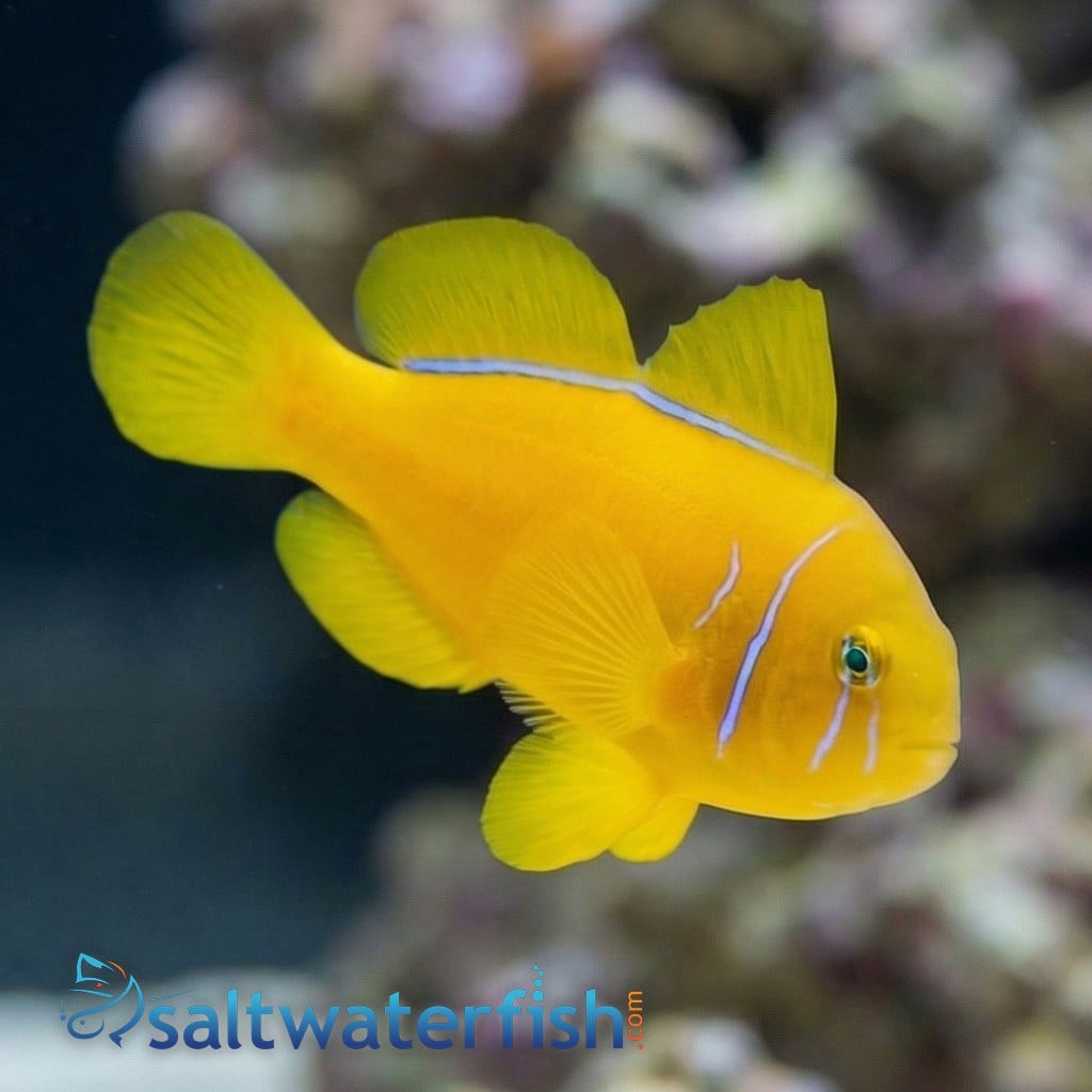 Citron Clown Goby